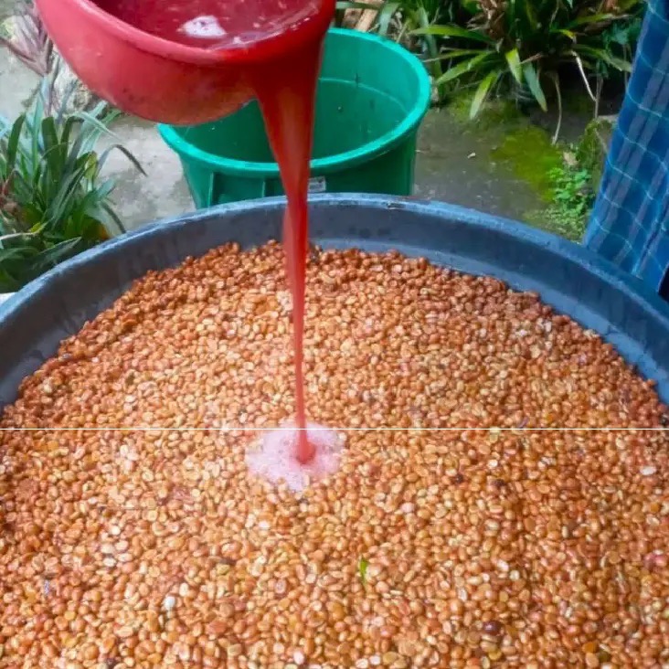 HUVER_CASTILLO-FERMENTATION-PROCESS ve velké velikosti